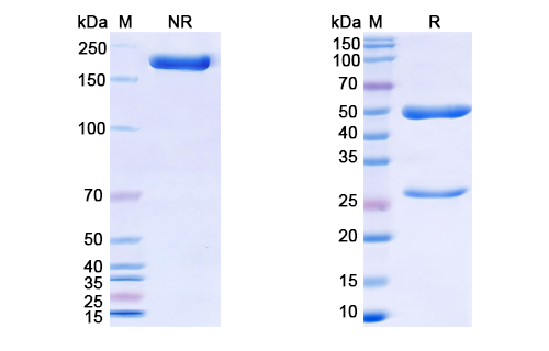SDS-PAGE for Libivirumab Biosimilar - Anti-HBV, HBsAg mAb