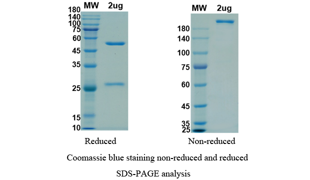 SDS-PAGE for Dinutuximab Biosimilar - Anti-ganglioside GD2 mAb