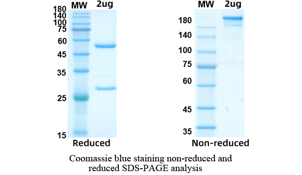 SDS-PAGE for Codrituzumab Biosimilar - Anti-GPC3 mAb