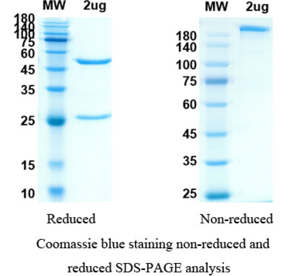 SDS-PAGE for Anifrolumab Biosimilar - Anti-IFNAR1 mAb