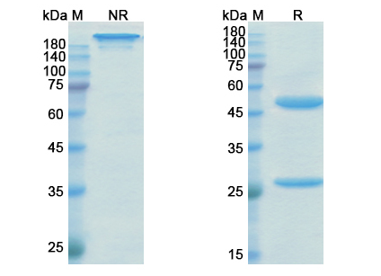 SDS-PAGE for Emicizumab Biosimilar – Anti-F10, F9 activated form mAb