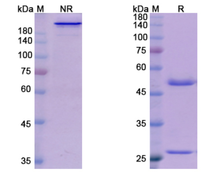 SDS-PAGE for Domagrozumab Biosimilar - Anti-MSTN , GDF8 mAb