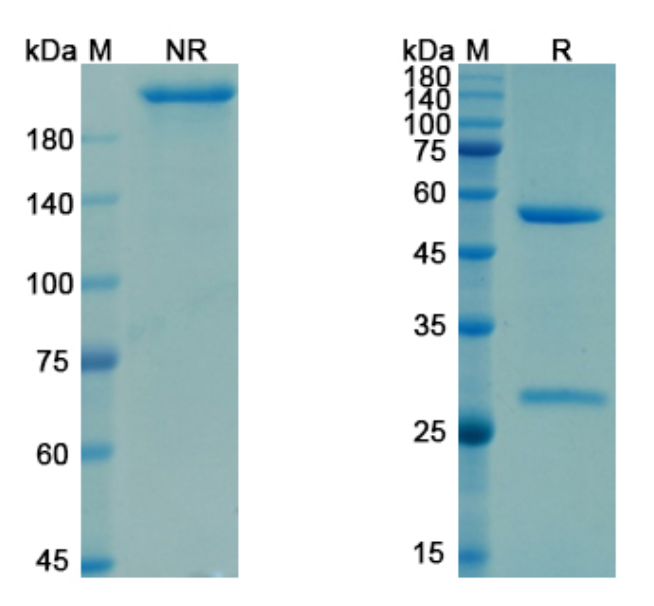 SDS-PAGE for Garetosmab Biosimilar - Anti-INHBA mAb