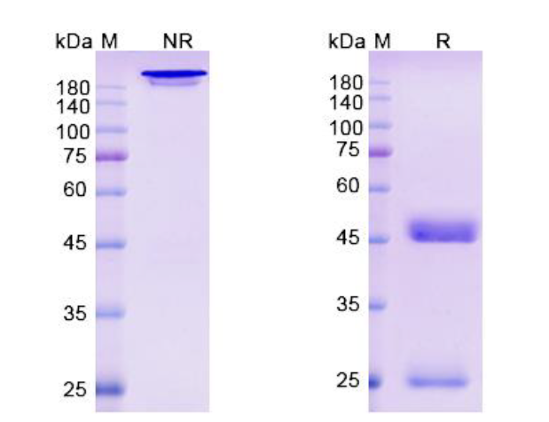 SDS-PAGE for Loncastuximab Biosimilar - Anti-CD19 mAb
