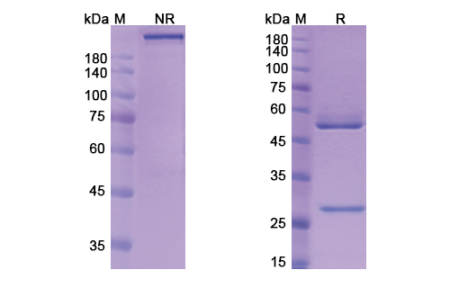 SDS-PAGE for Tiragolumab Biosimilar - Anti-TIGIT, VSIG9, VSTM3 mAb