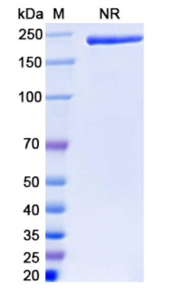 SDS-PAGE for Zenocutuzumab Biosimilar - Anti-ERBB2, ERBB3 mAb