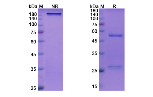 SDS-PAGE for Ontamalimab Biosimilar - Anti-MADCAM1 mAb