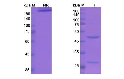 SDS-PAGE for Etigilimab Biosimilar - Anti-TIGIT, VSTM3 mAb