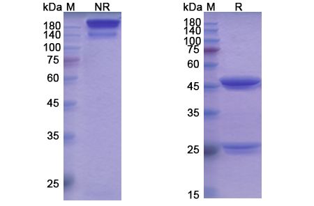 SDS-PAGE for Cobolimab Biosimilar - Anti-HAVCR2, TIM3, CD366 mAb