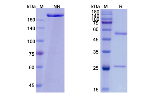SDS-PAGE for Vibostolimab Biosimilar - Anti-TIGIT, VSIG9, VSTM3 mAb