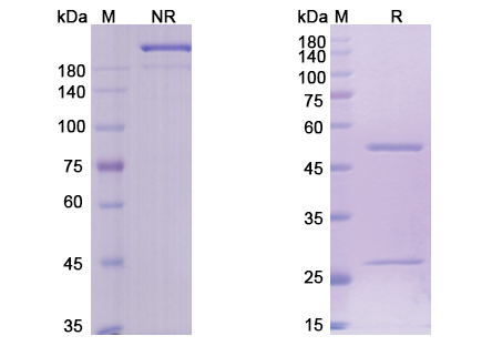 SDS-PAGE for Brentuximab Biosimilar - Anti-TNFRSF8 mAb