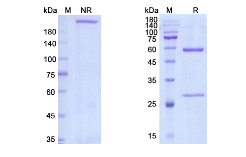 SDS-PAGE for Domvanalimab Biosimilar - Anti-TIGIT mAb