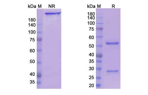 SDS-PAGE for Ociperlimab Biosimilar - Anti-TIGIT mAb