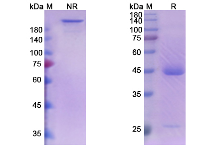SDS-PAGE for Sabatolimab Biosimilar - Anti-HAVCR2 mAb