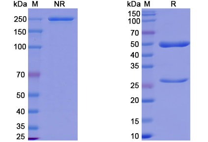 SDS-PAGE for Bebtelovimab Biosimilar - Anti-SARS-CoV-2 Spike Protein mAb
