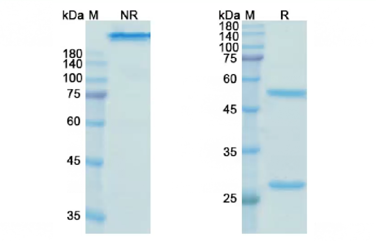 SDS-PAGE for Galiximab Biosimilar - Anti-CD80 mAb