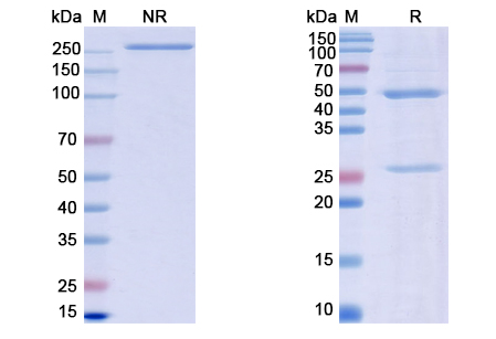 SDS-PAGE for Latikafusp Biosimilar - Anti-PDCD1 mAb