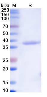 SDS-PAGE For Monkeypox virus/MPXV B6R/SL-159 Recombinant Protein N-His