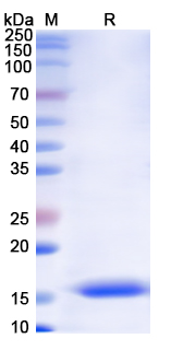SDS-PAGE For Monkeypox virus/MPXV A30L Recombinant Protein, N-His