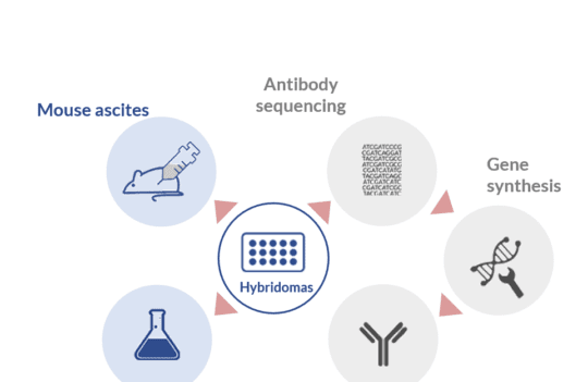 Tips to choose the best monoclonal antibody production process for your project