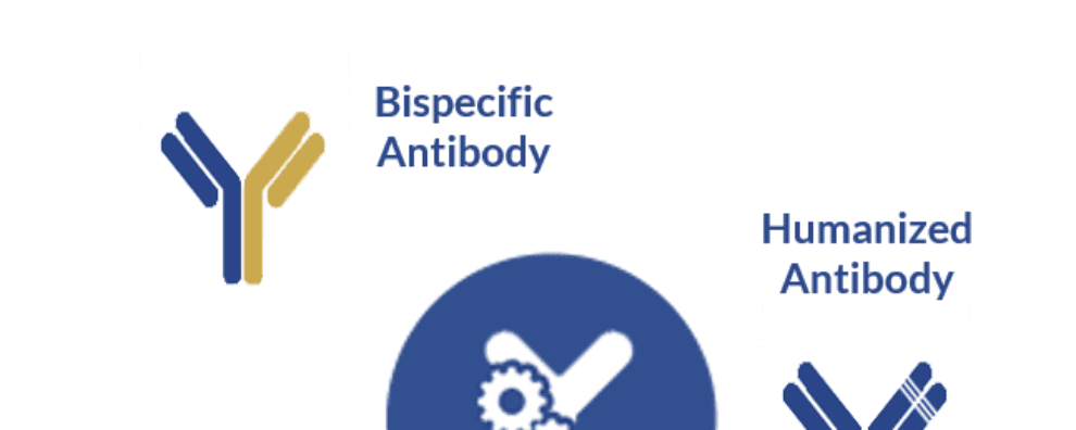 How antibody development can enhance the functionality of monoclonal antibodies for therapeutic applications