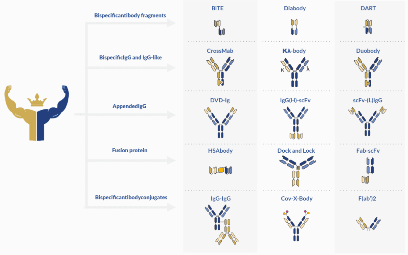 Bispecific antibody development