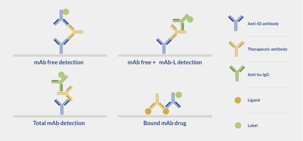 Anti-drug Antibodies - ProteoGenix