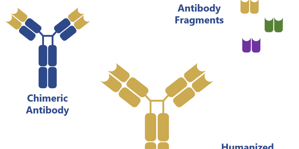 Are murine monoclonal antibodies still relevant for modern medicine?