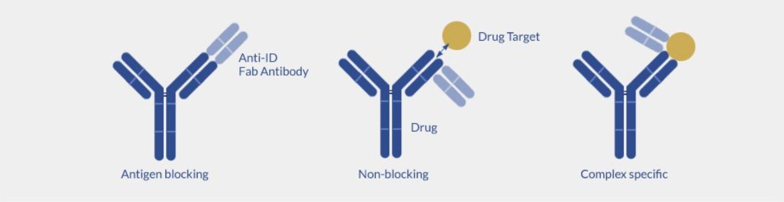 Anti-drug antibodies - ProteoGenix