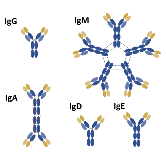 Everything you need to know about the structure and types of antibodies