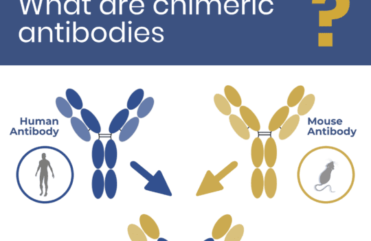 What are chimeric antibodies?