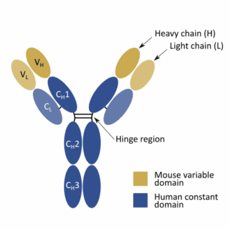 What are chimeric antibodies?