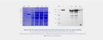 Bacillus Subtilis Protein Expression Service - ProteoGenix