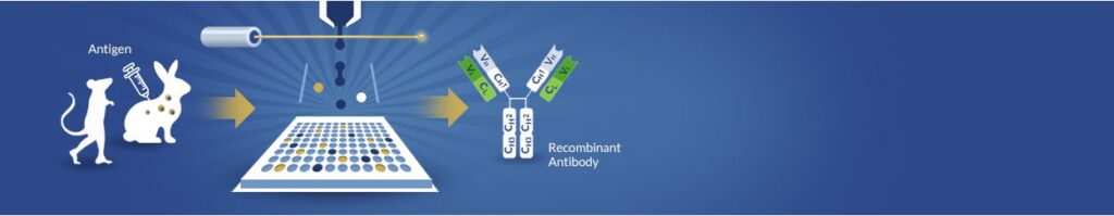 Single B Cell Sequencing Service – ProteoGenix - Accelerate Antibody ...