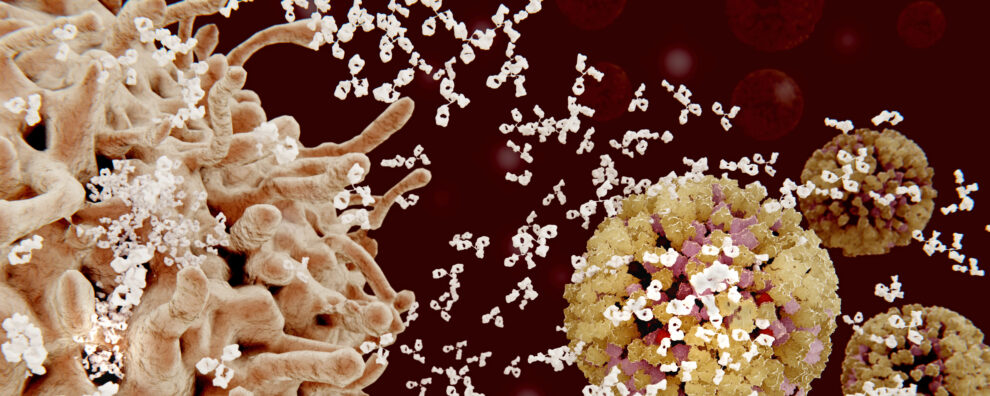 Harness the Power of Single B Cell Antibody Technologies for Advanced Antibody Development