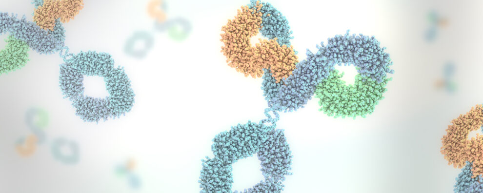 From High Yield to High Stability: Strategies for Consistent Antibody Production